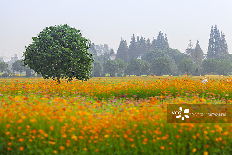 花海美景图片素材
