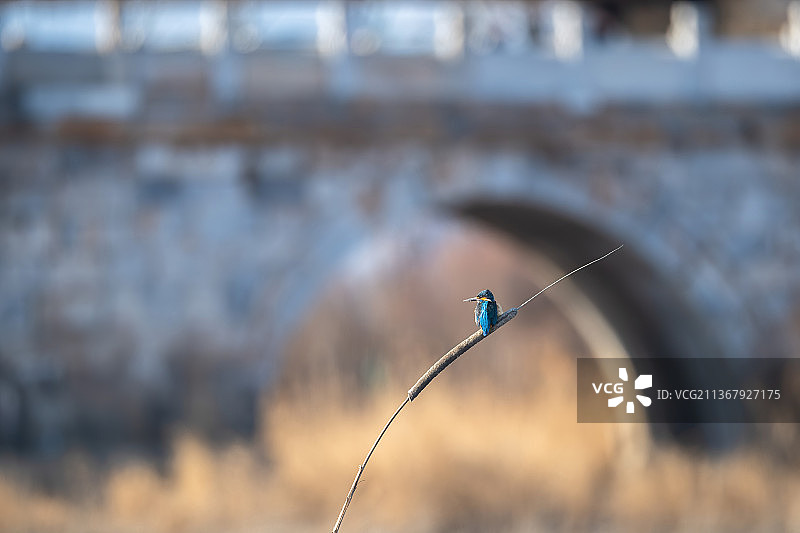 琉璃河古桥前的翠鸟图片素材