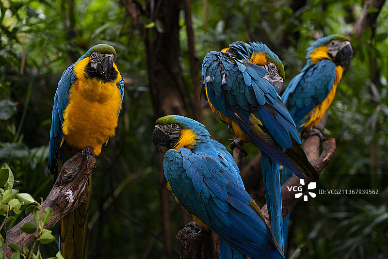 琉璃金刚鹦鹉图片素材