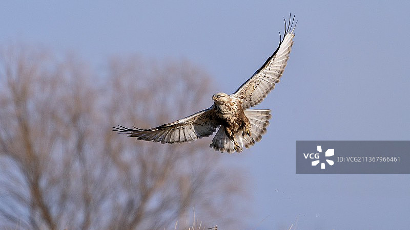 毛脚鵟图片素材