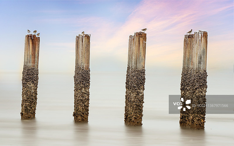 海边的小鸟雕塑，位于马来西亚Permatang Damar Laut图片素材