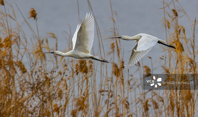 白琵鹭图片素材