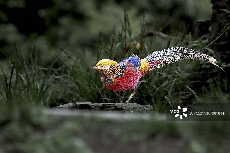 红腹绵鸡图片素材