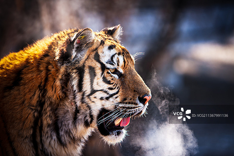 东北虎图片素材