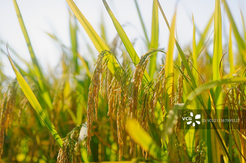 水稻 稻穗 农作物图片素材