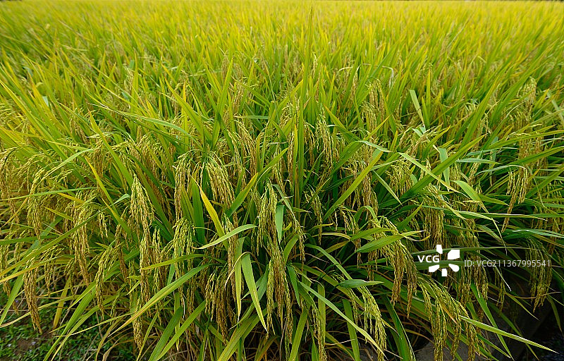 水稻 稻穗 农作物图片素材