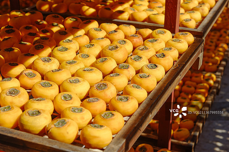 晒柿饼,柿子,水果,柿饼加工图片素材