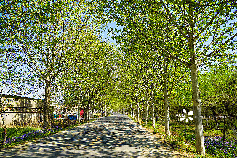 林荫大道图片素材