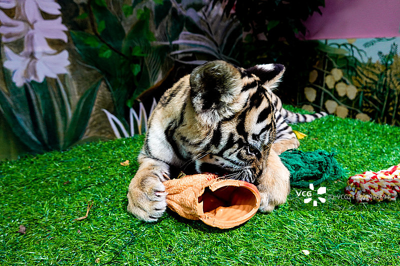 调皮的老虎幼崽图片素材