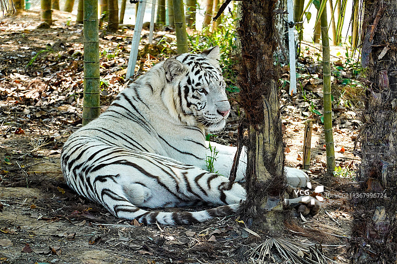 休憩的白虎图片素材