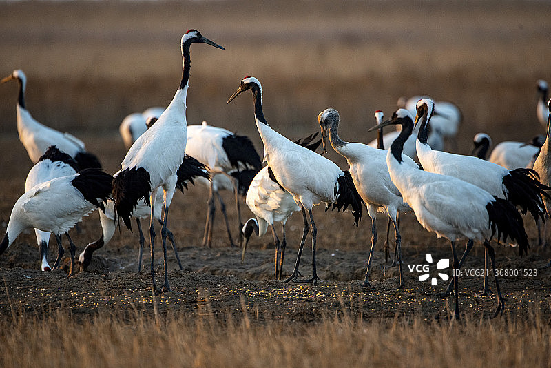 江苏盐城射阳丹顶鹤自然保护区图片素材