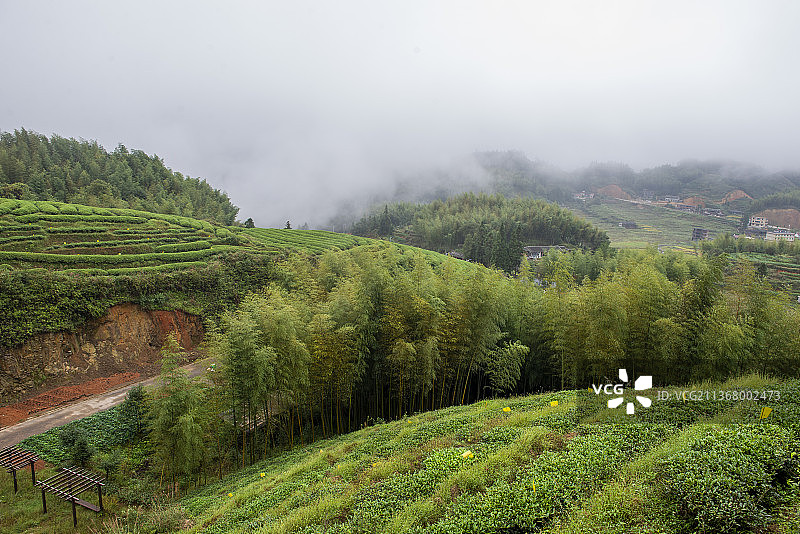 茶园图片素材