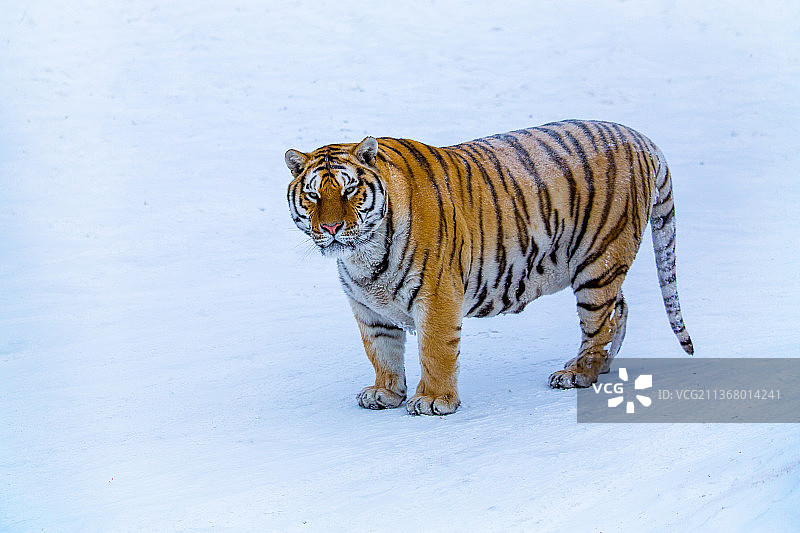 东北虎图片素材