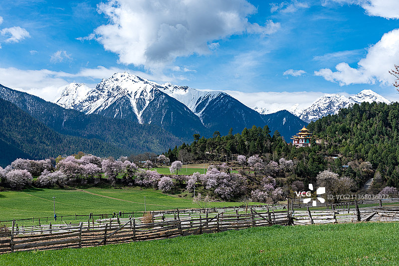 林芝桃花图片素材