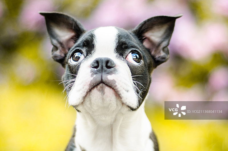 波士顿梗犬的特写，看向远方图片素材