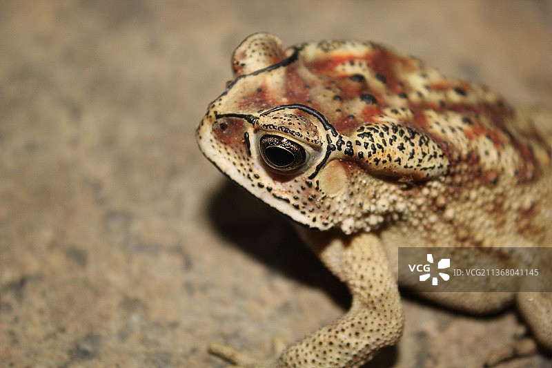 印度卡纳塔克邦希瓦莫加岩石上的青蛙特写图片素材