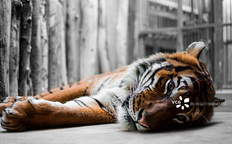 孟加拉虎特写：在田野上睡觉的苏门答腊虎，捷克图片素材