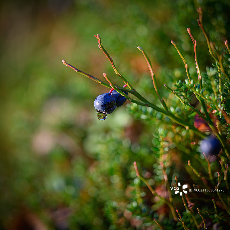 湿植物特写，挪威图片素材