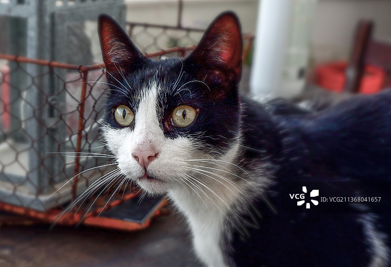 葡萄牙埃斯托里尔的猫特写图片素材