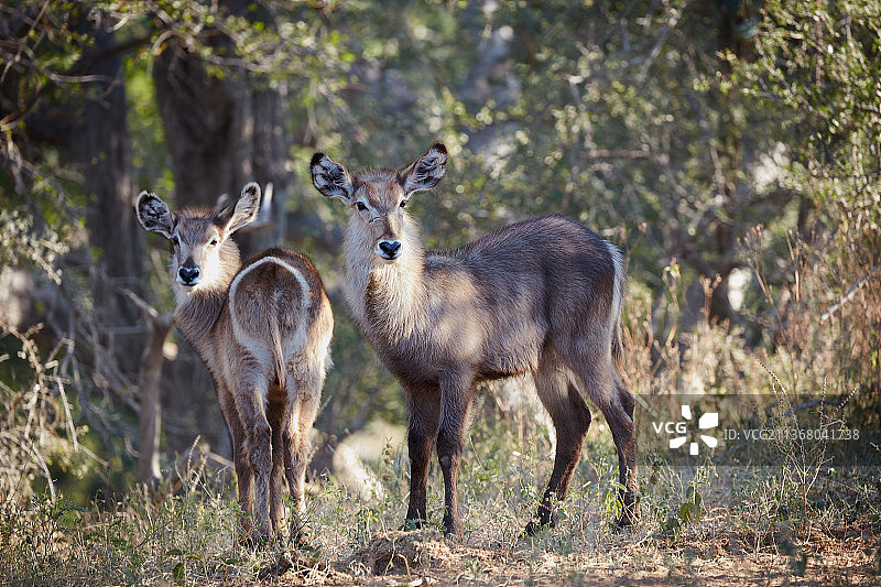 水羚，站在田野里的鹿的肖像，莫帕尼，林波波省，南非图片素材