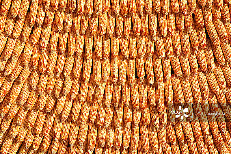 玉米芯连接在一起作为整个画面的背景图片素材