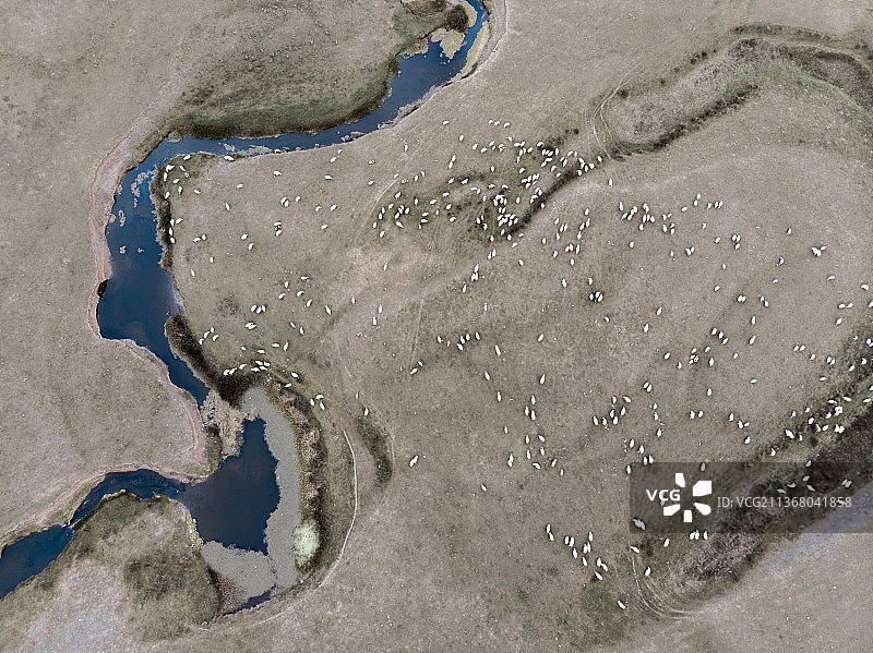 土耳其奥尔杜的景观航拍：羊群图片素材