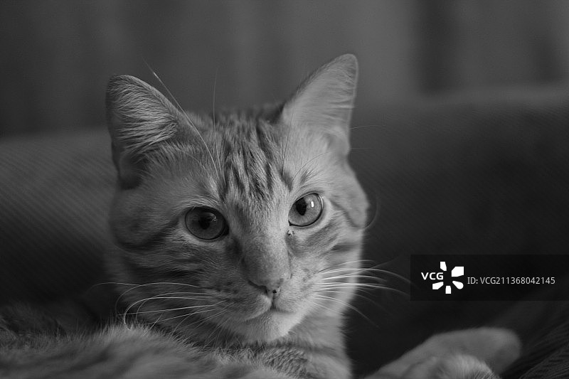 土耳其狮子猫特写肖像图片素材