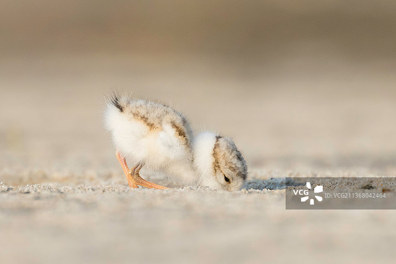 小丘鹬的初步技能，沙滩上的鸟类特写图片素材