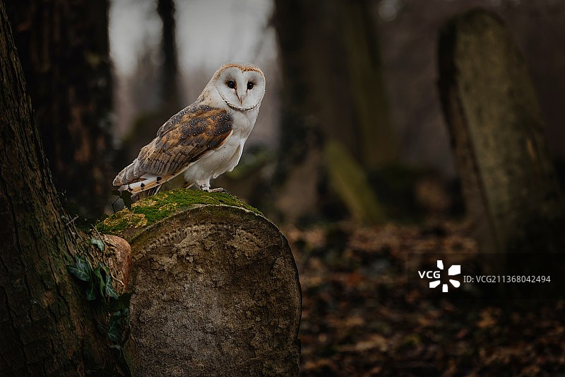 捷克共和国古老墓地猫头鹰栖息在树干上特写图片素材