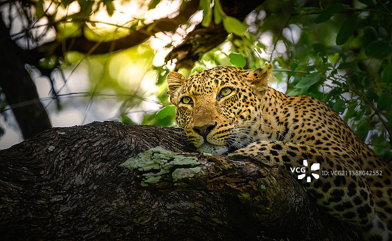 树上休息的豹子：赞比亚南卢安瓜国家公园图片素材