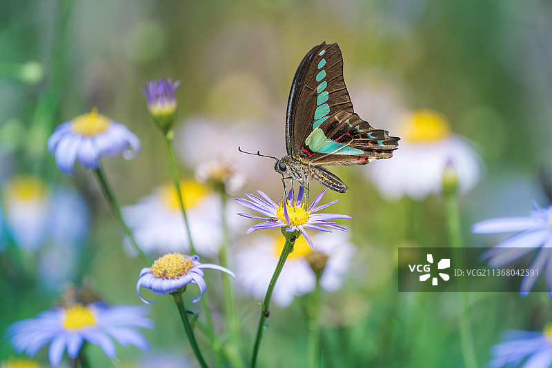 蝴蝶：蝴蝶在花朵上授粉的特写图片素材