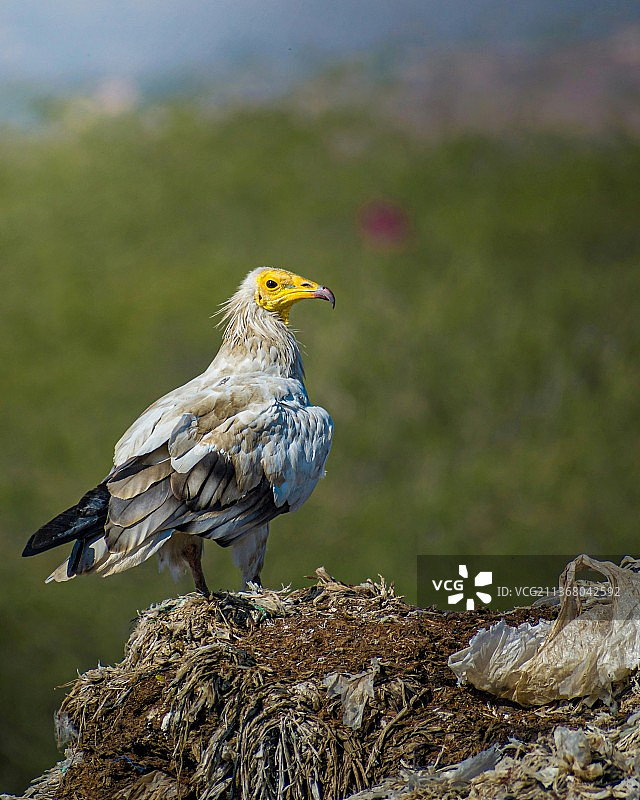兀鹫栖息在岩石上的特写图片素材
