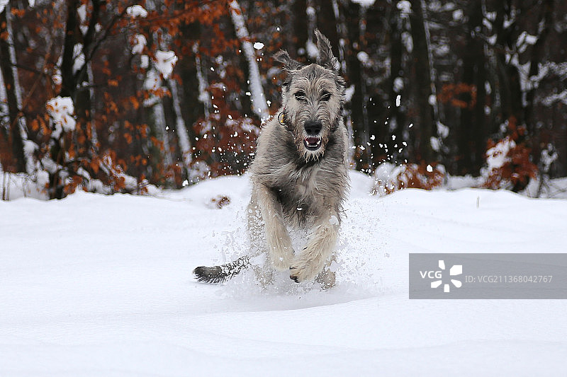 在雪地里玩耍，爱尔兰猎狼犬在雪地里奔跑的画像，比利时图片素材