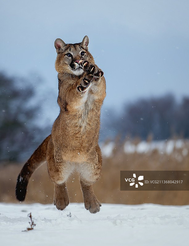 雪地上的美洲狮，狗在雪地里奔跑的侧视图，捷克共和国图片素材
