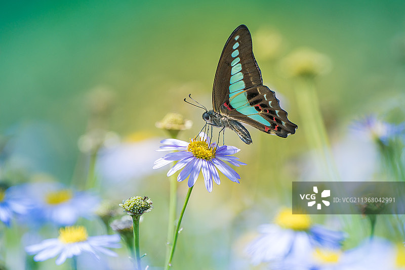 蝴蝶：蝴蝶在花朵上授粉的特写图片素材