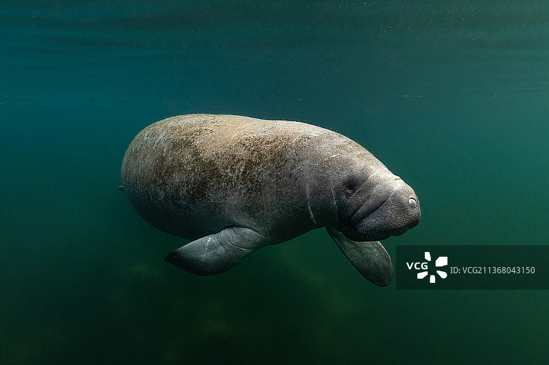 海牛特写：佛罗里达州海洋中的海豹图片素材