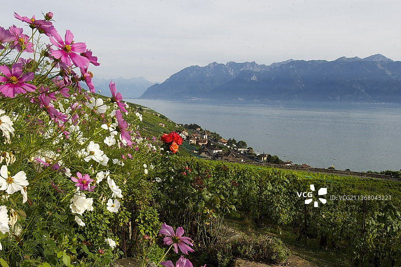 库利微观世界：瑞士沃州里瓦兹，群山映衬下的粉色植物美景图片素材