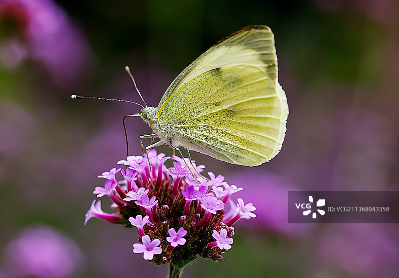 蝴蝶，蝴蝶在紫色花朵上授粉的特写，哈比希茨瓦尔德，德国图片素材