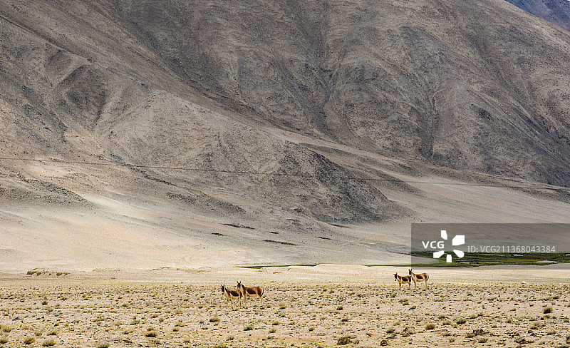 野生驴，沙漠风光图片素材