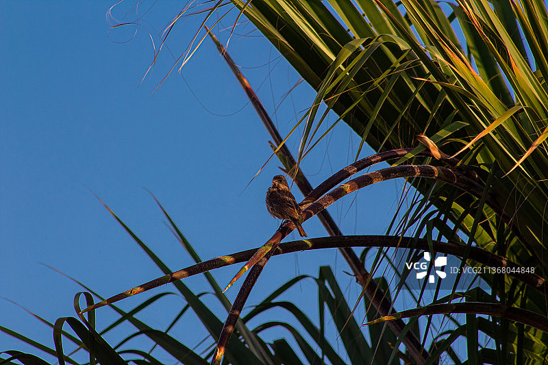 仰视：鸣禽栖息在蔚蓝天空下的树枝上图片素材