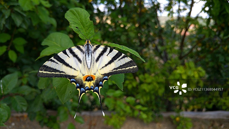 植物上的燕尾蝶特写，土耳其图片素材