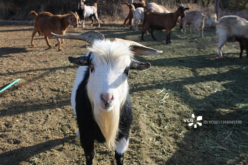 山羊胡迪尼，家山羊站在田野上，美国加利福尼亚州奇科图片素材