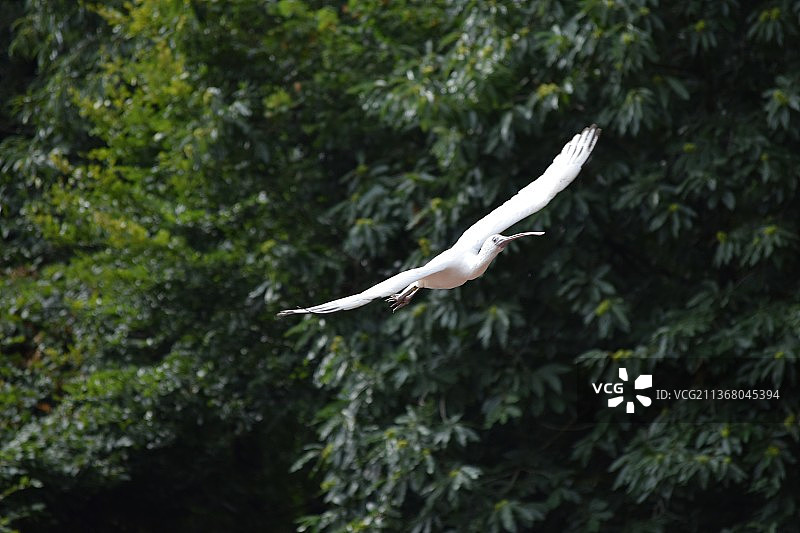 飞向人群的苍鹭图片素材