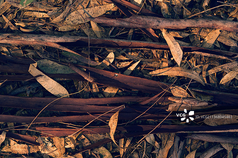 有纹理的桉树皮背景或屏保图片素材