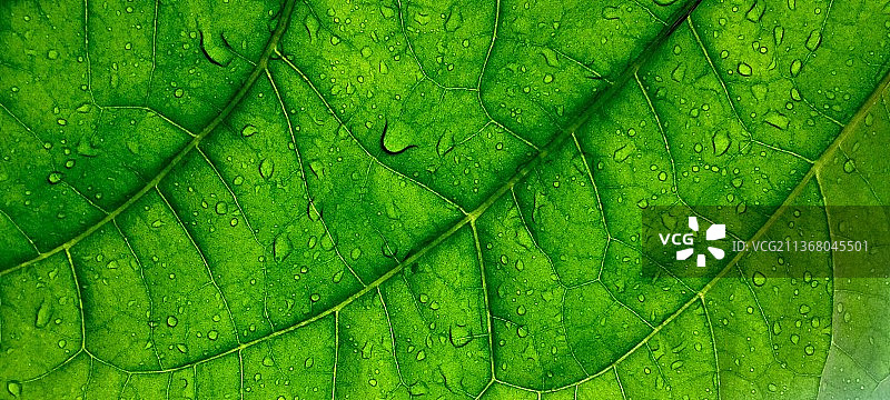 雨天湿叶特写镜头图片素材
