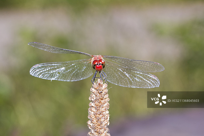 蜻蜓在植物上的特写图片素材