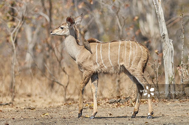 马拉维南部地区马钦加，站在陆地上的大捻角羚侧视图图片素材