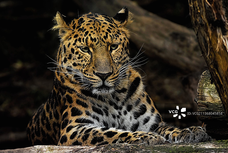 布拉格树干上的豹子肖像图片素材