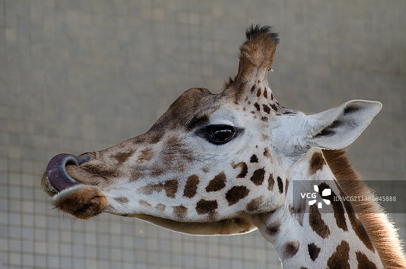 长颈鹿特写，英国伦敦图片素材