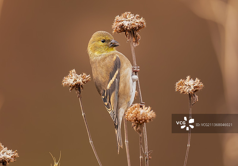金翅雀盛宴，鸣雀栖息在植物上特写，美国弗里克公园图片素材